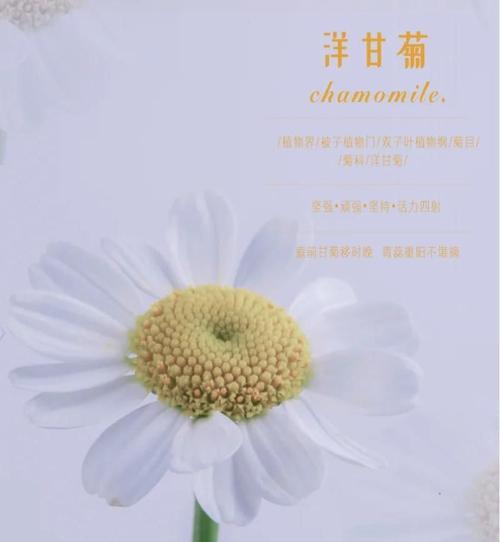 洋甘菊的特点与花语（探寻洋甘菊的生长特点以及不同花语的含义）