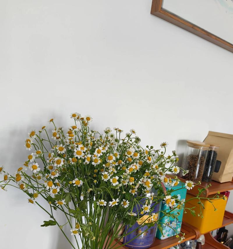 洋甘菊的特点与花语（探寻洋甘菊的生长特点以及不同花语的含义）