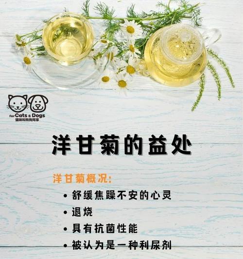 洋甘菊的特点与花语（探寻洋甘菊的生长特点以及不同花语的含义）