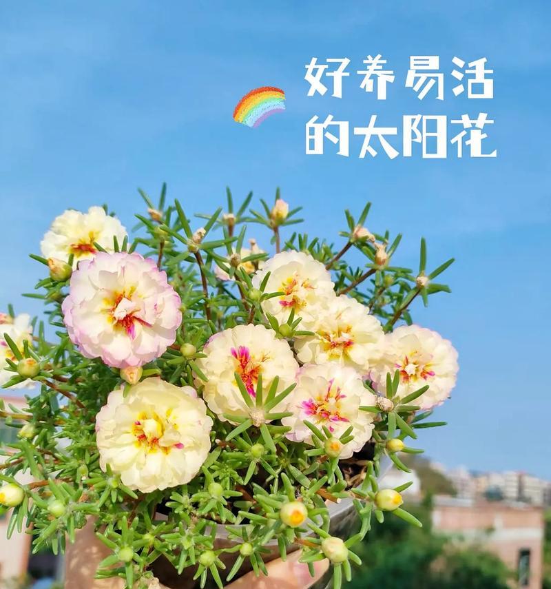 以太阳花的花语探秘——向阳的力量（以太阳花的花语意味着什么？解读阳光和温暖的象征）