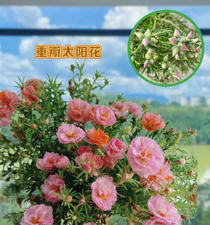 以太阳花的花语探秘——向阳的力量（以太阳花的花语意味着什么？解读阳光和温暖的象征）