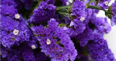 勿忘我，花开时刻（花语与生活的深刻对话）