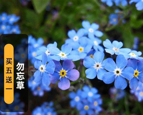 勿忘我，花开时刻（花语与生活的深刻对话）