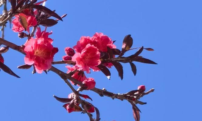 红叶碧桃花语（秋日园林的瑰宝，红叶碧桃花，诉说自然之语）