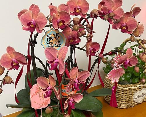 以兰花寓意——美丽与坚韧并存（探寻兰花的象征意义与文化内涵）