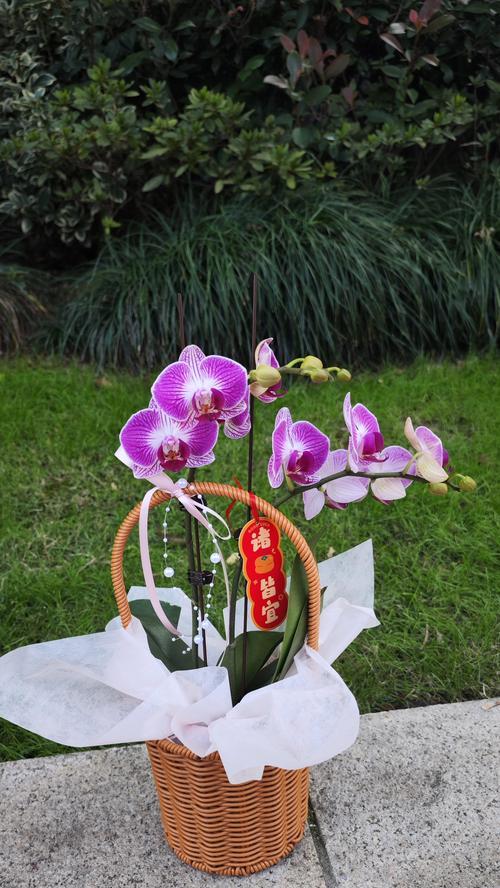 以兰花寓意——美丽与坚韧并存（探寻兰花的象征意义与文化内涵）