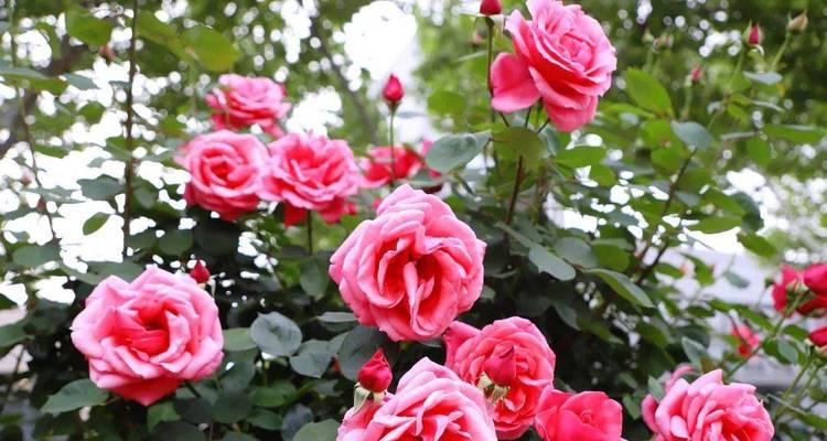 《安庆市花月季的寓意与美丽》（探寻安庆市花月季的象征意义和魅力）