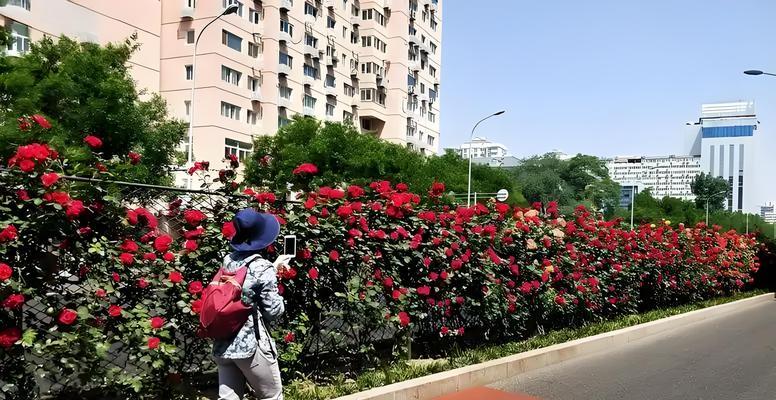 《安庆市花月季的寓意与美丽》（探寻安庆市花月季的象征意义和魅力）