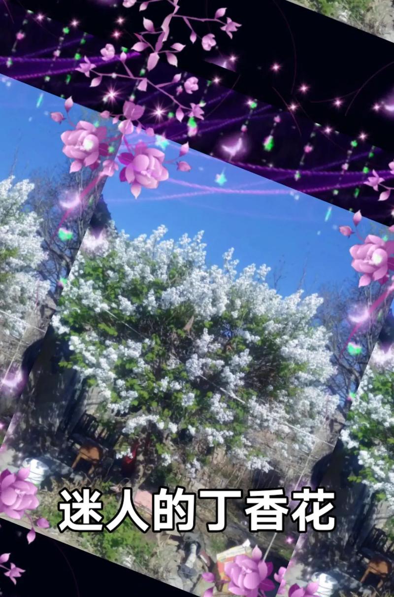 迎接回家的花语（用花来表达对归家的热烈欢迎）