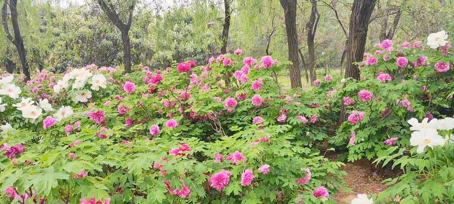 迎接回家的花语（用花来表达对归家的热烈欢迎）