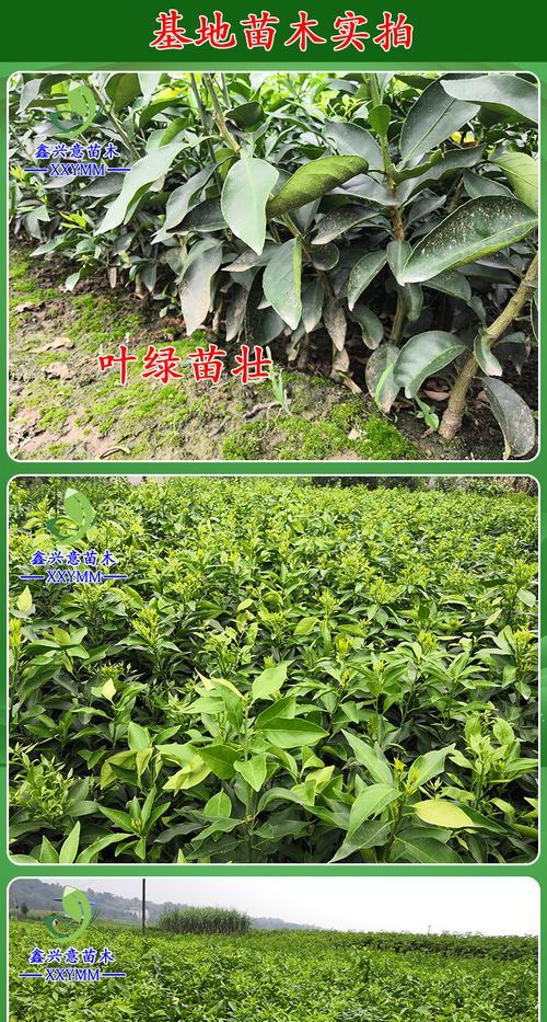 嫁接苗（探索嫁接苗的意义与应用）