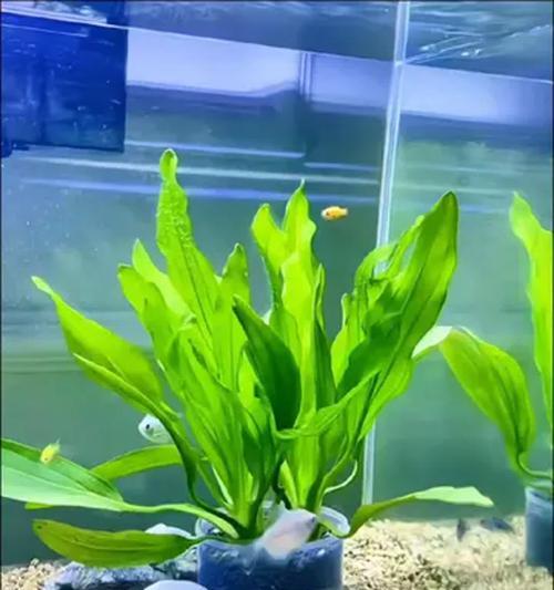 水草开花的奇迹（水草开花预示着何等之意）