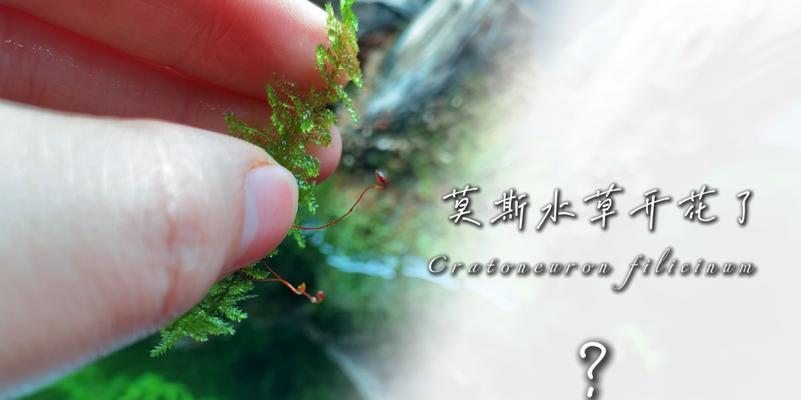 水草开花的奇迹（水草开花预示着何等之意）