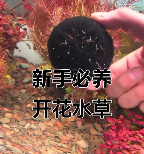 水草开花的奇迹（水草开花预示着何等之意）