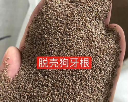 狗牙根包衣的意义与作用（了解狗牙根包衣的好处及应用范围）