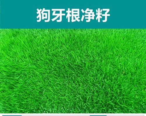 狗牙根包衣的意义与作用（了解狗牙根包衣的好处及应用范围）