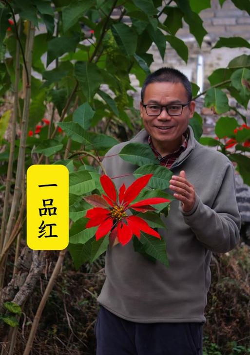 一品红——花海中的吉祥之花（追寻花语与传说，品读一品红的神秘魅力）