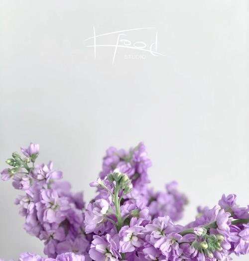 紫色紫罗兰的花语寓意是什么？（探索紫罗兰花的含义与象征）