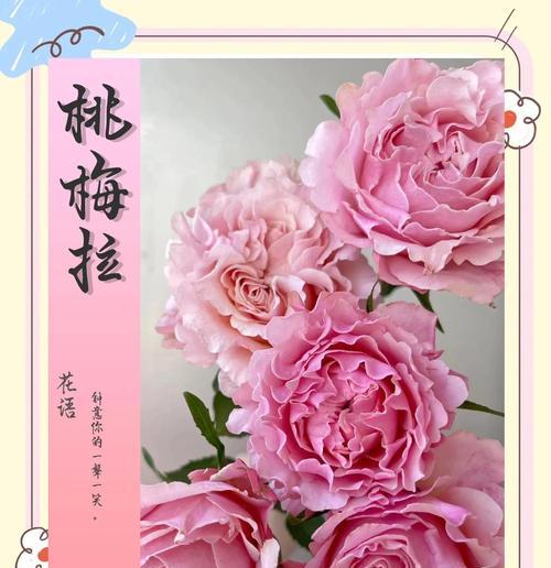风信子的意义与象征（探索花卉背后的深意，从风信子启程）