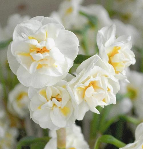 长春花花语之美——传递爱与希望的花朵（传递爱与希望的长春花花语，以及如何栽培与护理）