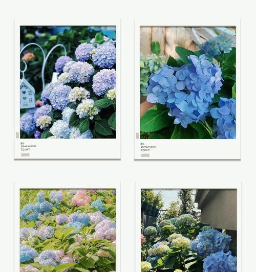 绣球花寓意浪漫与祝福（探寻绣球花的象征意义与传统文化）