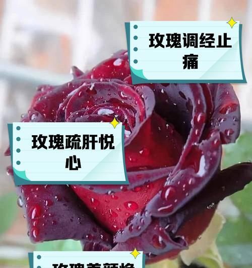 玫瑰花（解读玫瑰花的花语和象征，感受爱的表达之美）