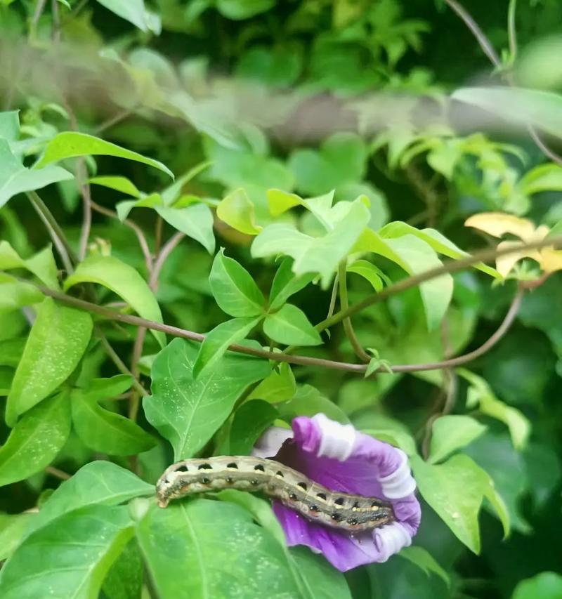 花语中的自私——以仙人掌为主题的花语解读（揭秘仙人掌花语中的自私与孤独）