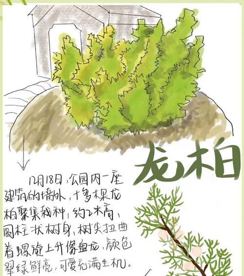 松柏树的象征意义——坚韧与希望的象征（松柏树的美丽与力量，向我们传递的信息）