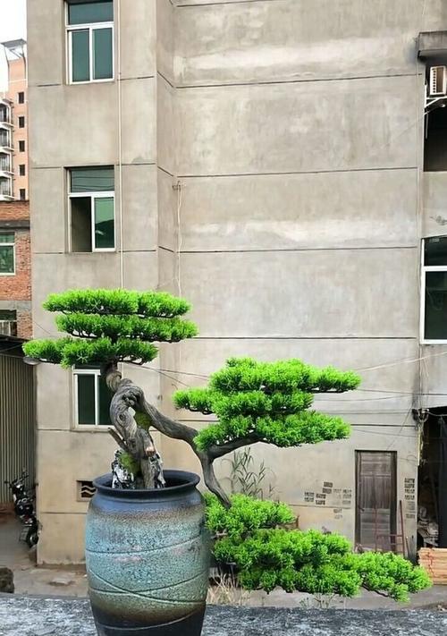 松柏树的象征意义——坚韧与希望的象征（松柏树的美丽与力量，向我们传递的信息）