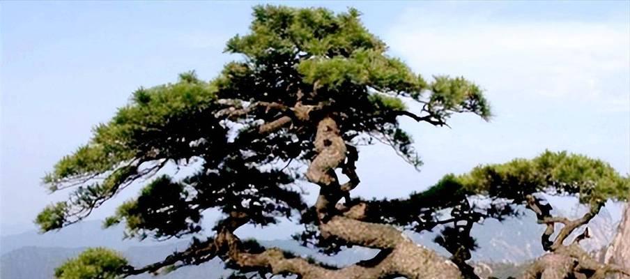 松柏树的象征意义——坚韧与希望的象征（松柏树的美丽与力量，向我们传递的信息）