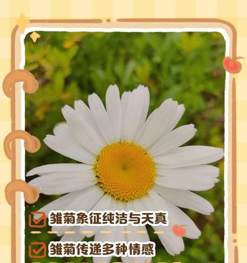 白色雏菊的花语与寓意（寓意深远的白色雏菊，代表纯洁与无暇）