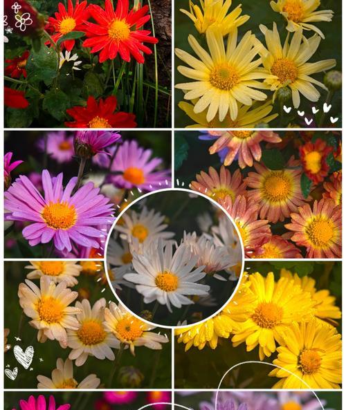 白色雏菊的花语与寓意（寓意深远的白色雏菊，代表纯洁与无暇）