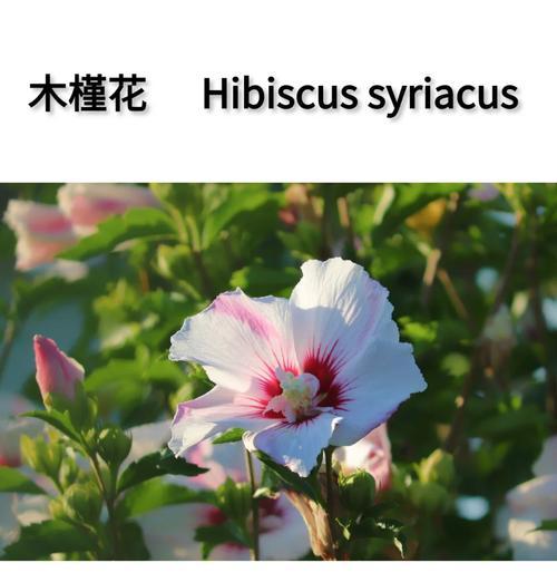 木槿花的花语与寓意（探寻木槿花的象征意义与内涵）