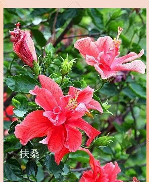 木槿花的花语与寓意（探寻木槿花的象征意义与内涵）