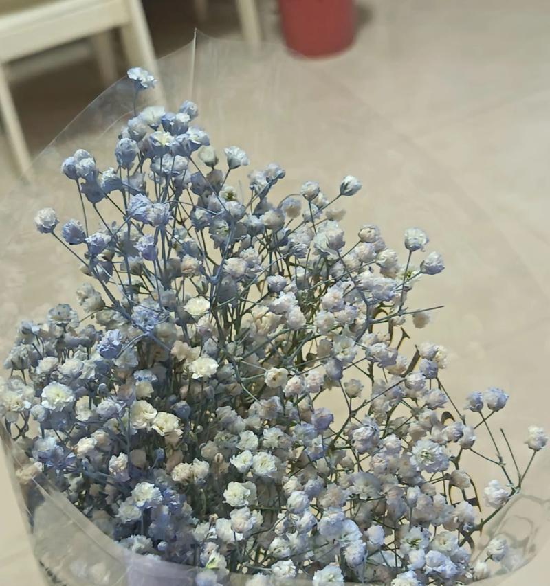 白色满天星的花语及其象征意义（白色满天星花的美丽与纯洁）
