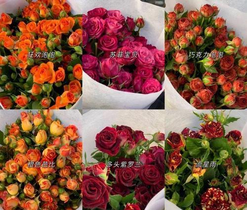 蒲公英的象征意义与寓意（自由与希望之花——蒲公英的奇妙世界）