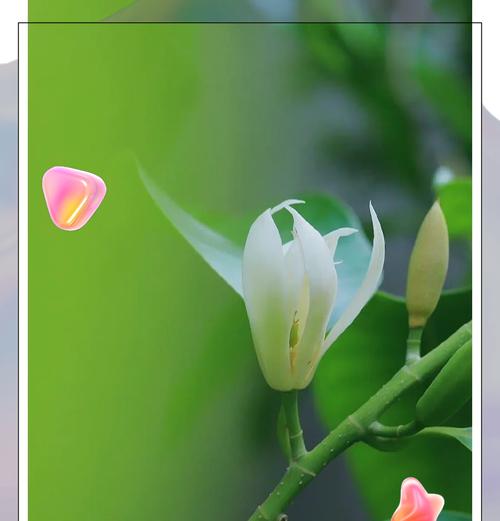 忠诚之花（寄托忠诚与坚持的象征之花——梅花）