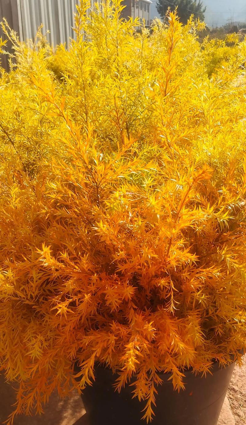 以何种花的花语为“心想事成”（探寻这个目标的秘诀）