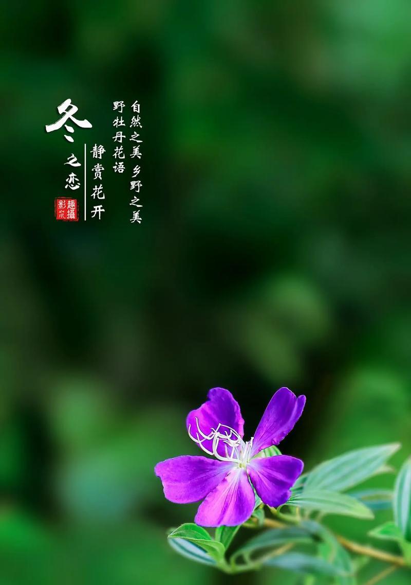 以何种花的花语为“心想事成”（探寻这个目标的秘诀）