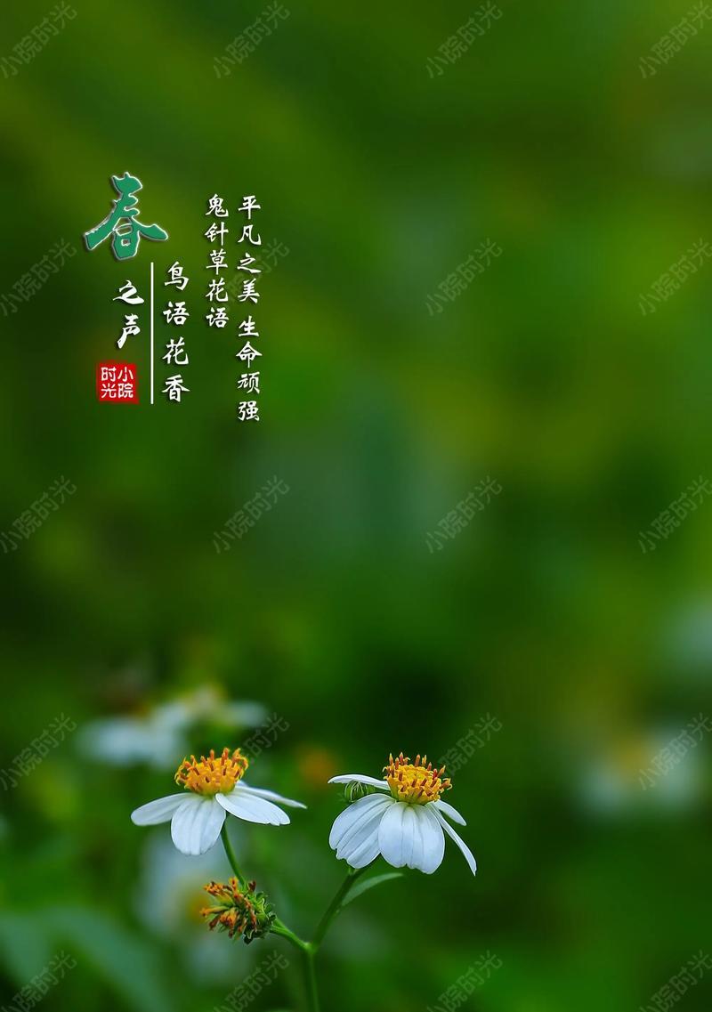 以何种花的花语为“心想事成”（探寻这个目标的秘诀）
