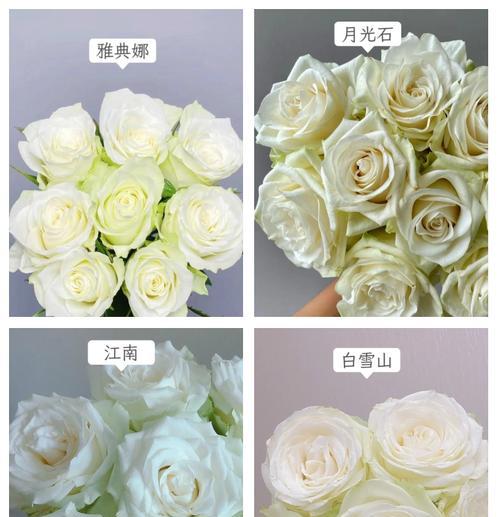 白玫瑰花语的神奇力量（探索白玫瑰的意义与象征）