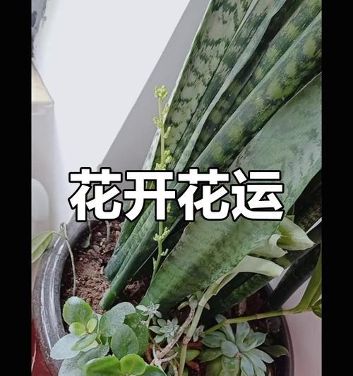 红玉兰花的寓意与象征（红玉兰，美丽的象征）