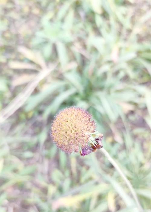 天人菊的花语与寓意（传递情感的花朵，天人菊的含义和象征）