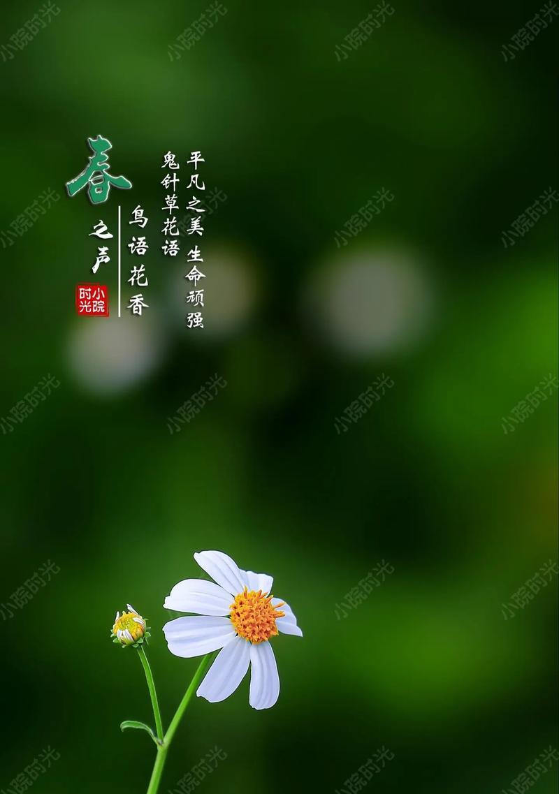 朴素而真实的生活之花——菊花（菊花的花语和生活态度）