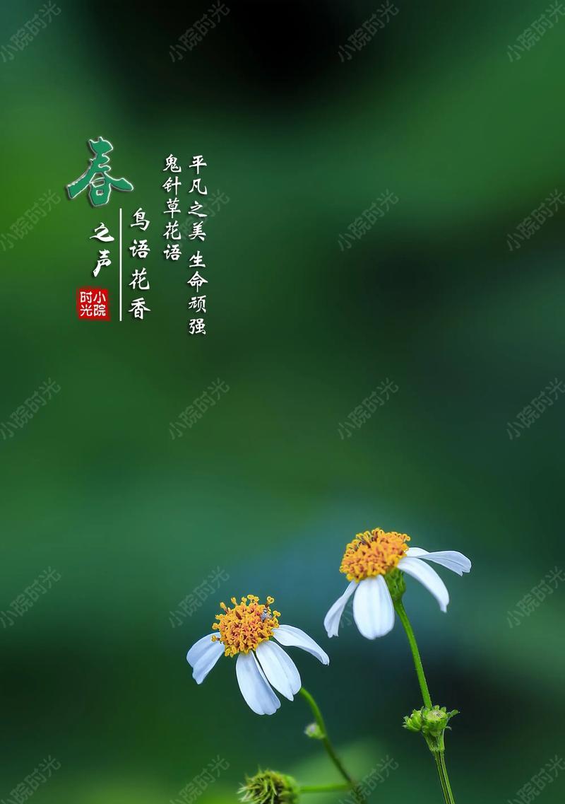 朴素而真实的生活之花——菊花（菊花的花语和生活态度）