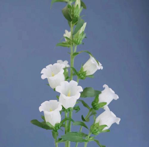 暗恋之花-薄荷的花语（薄荷花的清新香气散发着心动的暗示）