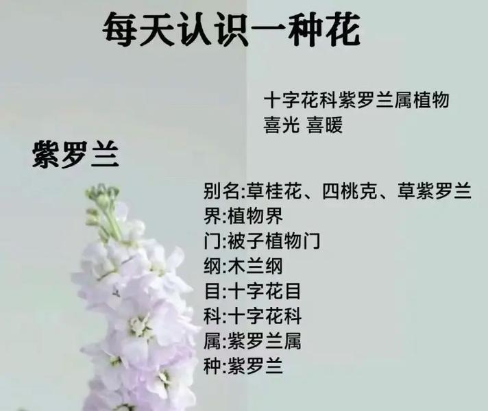 桂花的花语与寓意（传承千年的桂花之美）