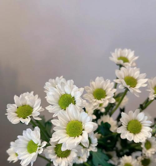 白色小雏菊的花语（探索白色小雏菊所传递的深刻寓意）
