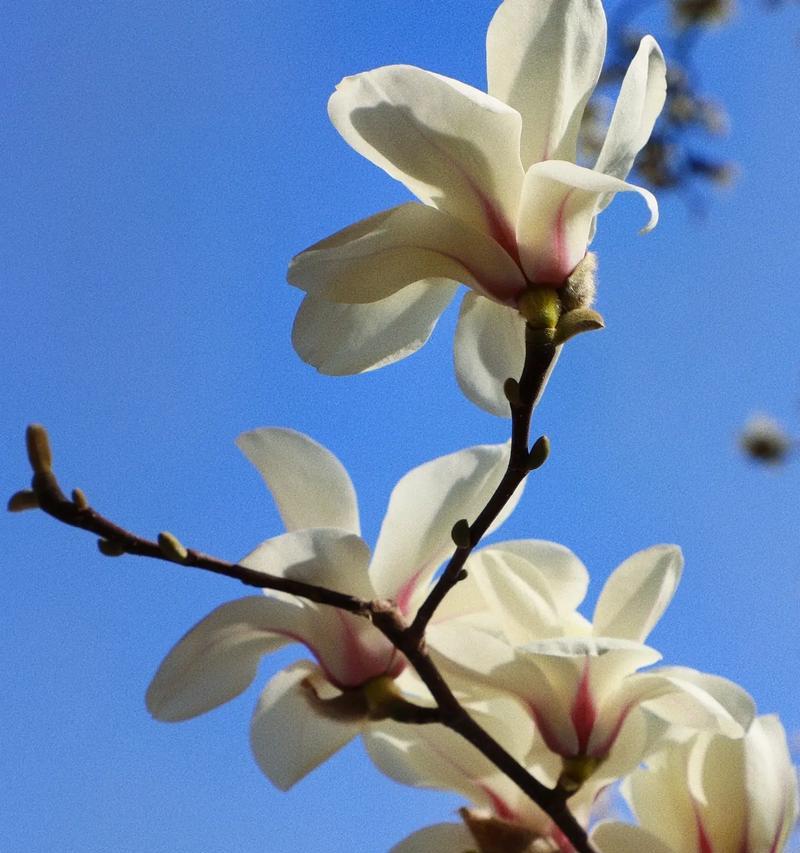 白玉兰花语-美丽的坚强（探索白玉兰花语的深刻寓意与美丽）
