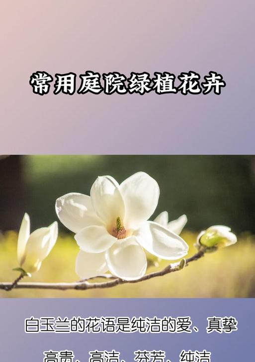 白玉兰花语-美丽的坚强（探索白玉兰花语的深刻寓意与美丽）